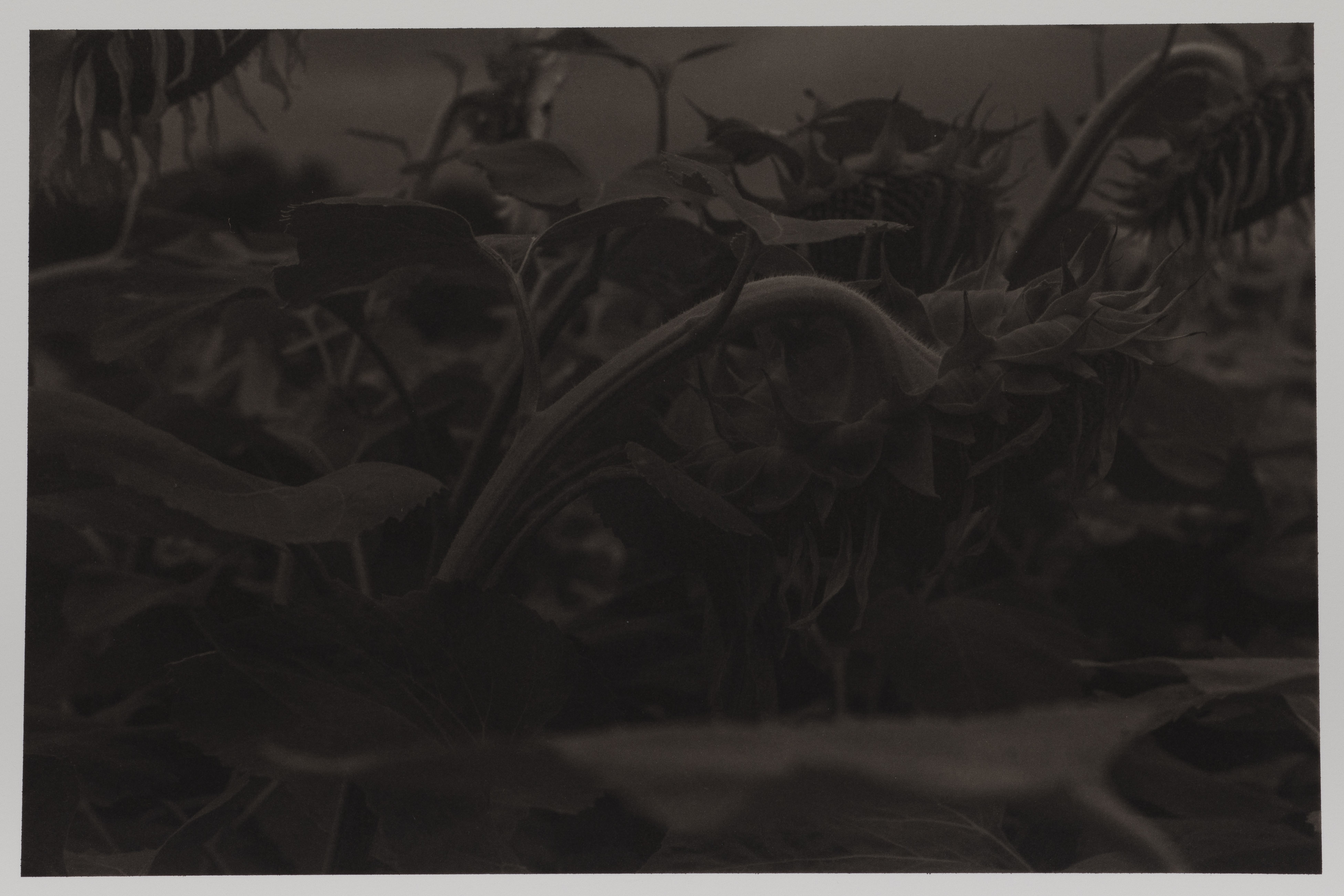 © Tadzio, la France